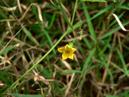 {Melothria pendula}